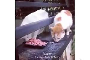 白貓為吃獨食一腳摁住橘貓，它全程動都不敢動，心疼~