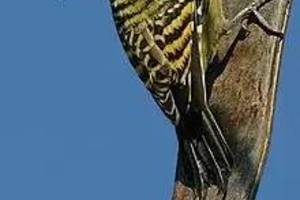 靠叩頭吃飯的啄木鳥為什麼不會腦震蕩？