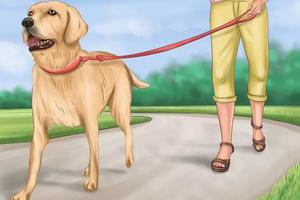 如何有效的訓練你家狗狗到固定地方大小便？