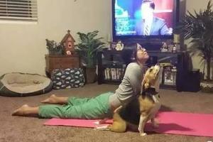 自從狗狗學會瑜伽，朋友圈引發一陣嫉妒！
