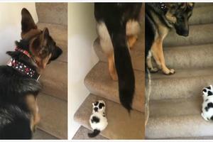 德牧和小貓一起上樓梯，一口咬住小貓，之後發生的事很暖心