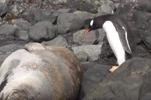 企鵝散步時遇到「一顆大石頭」，結果毫不猶豫地踩了過去！笑翻了~~~