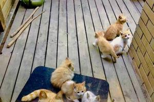 網友在院子裡無意餵了流浪貓，結果第二天，貓帶著一家子來謝恩？