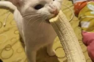 貓咪愛吃香蕉還喜歡滑鼠，可愛小樣兒萌化了