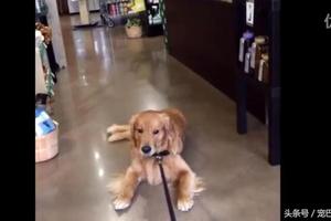 狗狗跟著主人去零食店，不給它買吃的時，竟然躺地上耍賴了！