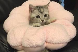貓咪鑽進兒時最喜歡玩的抱枕，可它卻忘了自己體積變了，結果~