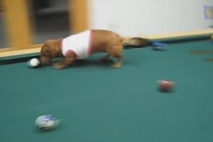 一隻愛玩撞球的臘腸犬：球桌就是本汪的主場！