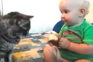 家貓盯著小主人吃麵包，不敢上前去搶，接下來他的舉動暖心了~