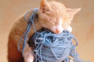 警告！你知道貓咪都喜歡玩線繩吧？可這會害了牠們！