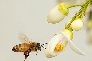向蜜蜂學習 相機、無人機能更準確解讀顏色