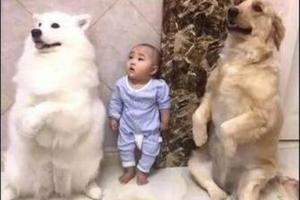 兩隻狗陪著寶寶罰站，竟出現這畫面，連寶寶都看懵了