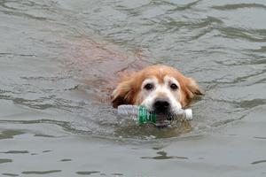 「環保汪」黃金獵犬超愛下水撿寶特瓶！曾經因病遭主人遺棄！