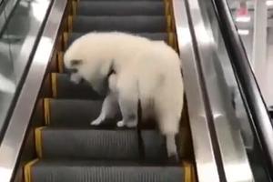 狗狗上電梯，回頭一看主人沒上，心想：存心整我是吧！