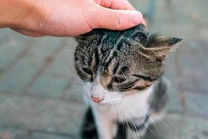 貓咪為什麼喜歡被撫摸？又為什麼會突然翻臉抓人？
