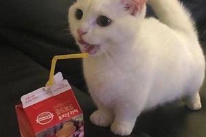 小奶貓超愛喝牛奶，竟然還會用吸管，萌翻了
