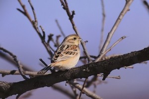 70年首見珍稀鳥類「栗斑腹鵐」，全球僅存的數量不到1000隻