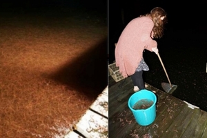 女子在深夜到湖邊釣魚，但她在湖面上看到『成千上萬的東西漂浮著』她用網子ㄧ撈，竟然撈上這東西，簡直嚇呆了！