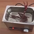 他們把小龍蝦放在超音波清洗機中…結果震出來的東西恐怖到令人頭皮發麻！