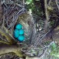 男子在自家樹上發現新鳥巢決定錄影紀錄雛鳥破蛋，想不到最後卻錄到令人難過的畫面！