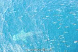 中國海域出現一隻稀有的「大鯨鯊」，但大家開心不到2天，就在網路上看到讓人心碎的一幕...