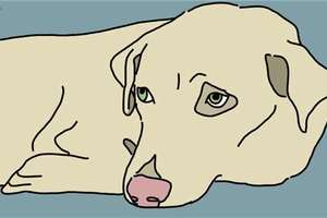 研究表示：每４隻狗中就有１隻患有憂鬱症！專家教你６招來辨認狗狗是否患有憂鬱症。