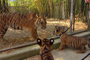 兩隻從小就被人類收養的小老虎，第一次看見「大老虎」時，牠們之間的「對話」未免太可愛啦！