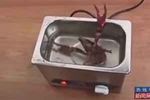 他們把小龍蝦放在超音波清洗機中…結果震出來的東西恐怖到令人頭皮發麻！