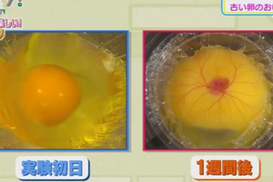 沒有蛋殼保護的雞蛋也能孵化！？直接大剌剌的觀察到小雞的孵化過程實在太震撼啦