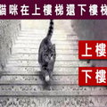 【上樓梯or下樓梯】測你屬於什麼腦細胞? 