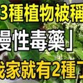 這3種植物被稱為「慢性毒藥」，我家就2種！第3種大多數人還在養！ 