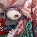 海怪真身？南極發現350公斤罕見「大王酸漿魷」