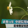 研發16年　中研院用咸豐草提煉糖尿病新藥 