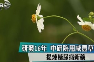 研發16年　中研院用咸豐草提煉糖尿病新藥 