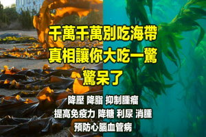 千萬千萬別吃海帶 ! 真相讓你大吃一驚 ! 驚呆了 ! 降壓 降脂 抑制腫瘤 提高免疫力 降糖 利尿 消腫 預防心腦血管病