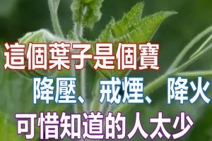 這個葉子是個寶，降壓、戒煙、打結石，可惜知道的人太少！ 