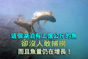 這個湖泊有上億公斤的魚，卻沒人敢捕撈！而且魚量仍在增長！