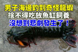 男子海邊釣到奇怪龍蝦，捨不得吃放魚缸飼養沒想到悲劇發生了！