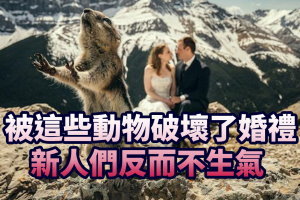 被這些動物破壞了婚禮 新人們反而不生氣