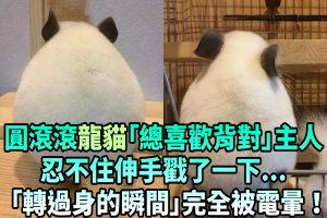 圓滾滾龍貓「總喜歡背對」主人，忍不住伸手戳了一下...「轉過身的瞬間」完全被電暈！