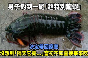 男子釣到一尾「超特別龍蝦」決定帶回家養！沒想到「隔天它竟...」當初不如直接宰來吃！