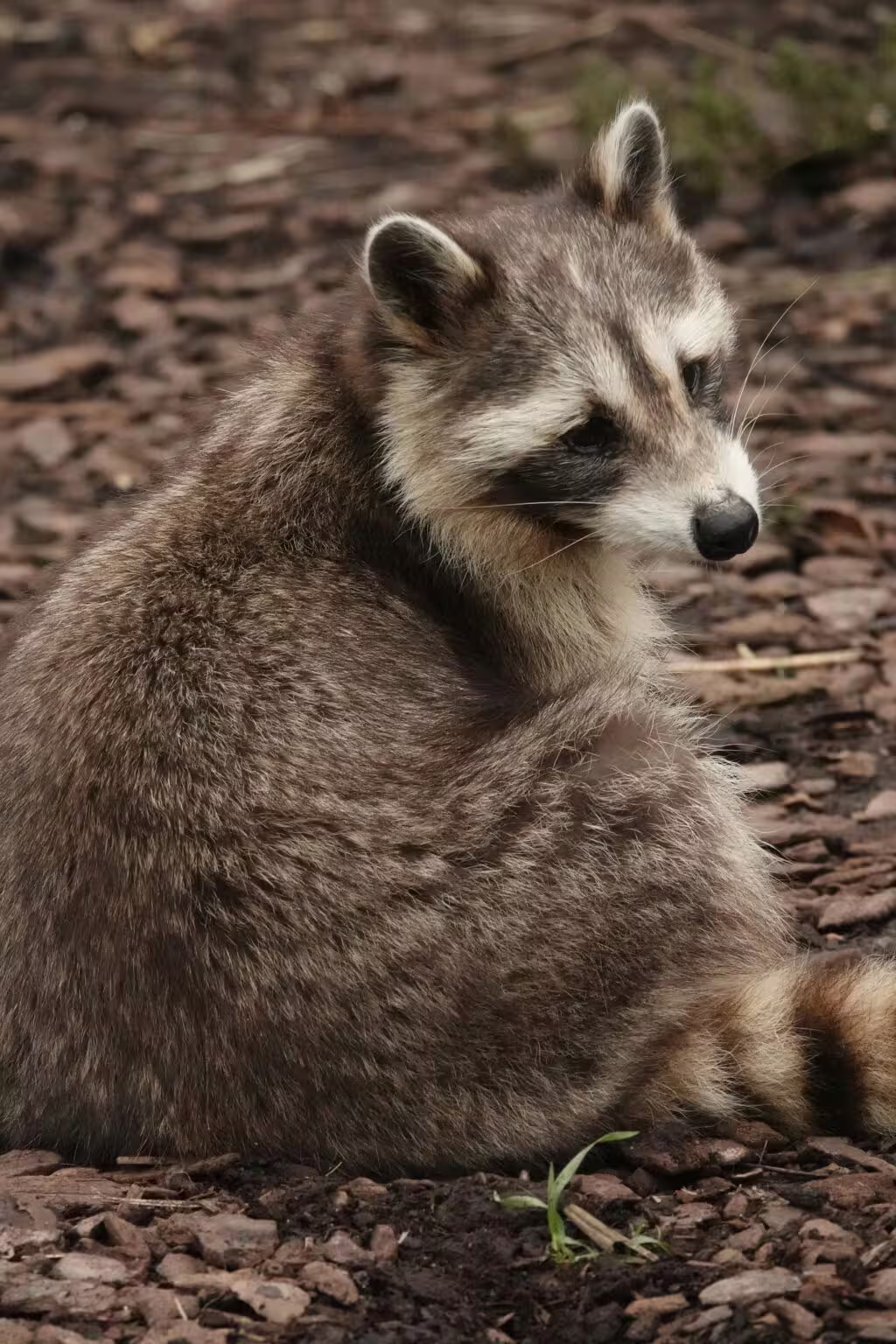 %e8%8b%b1%e5%9c%8b%e8%b2%b7%e7%85%99