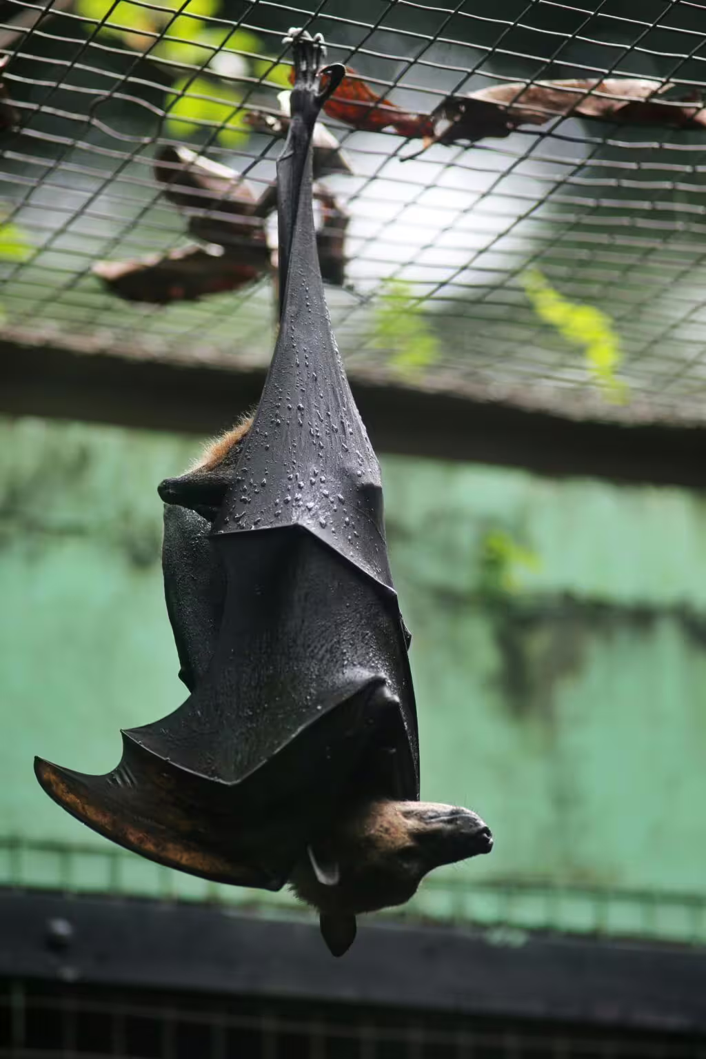 %e8%8b%b1%e5%9c%8b%e8%b2%b7%e7%85%99