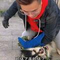 咬人護食阿拉斯加調整過程（1）- 來福咬常威。#目成訓犬