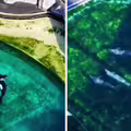 水族館停業4個月沒人理　虎鯨、海豚困「腐爛池」無助徘迴