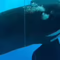 水族館虎鯨狂撞玻璃　網憂抑鬱傾向