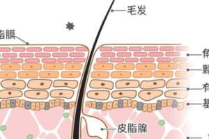 皮膚的結構、類型和護理方法