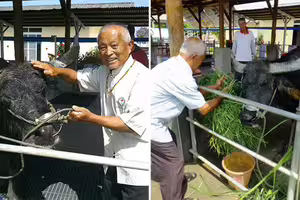 117歲老牛不吃不喝　主人帶家鄉牧草趕來「老牛反應惹哭全網」