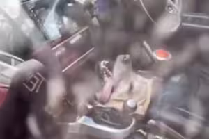 愛犬遭關在車內！痛苦喘氣活活熱死　飼主見遺體哭崩