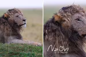 非洲最帥「捲毛獅」爆紅　髮型神似希臘男神