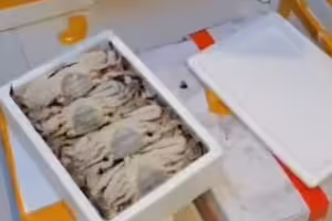 螃蟹一箱才300元「人夫嗨買30箱」　回家煮熟欲哭無淚